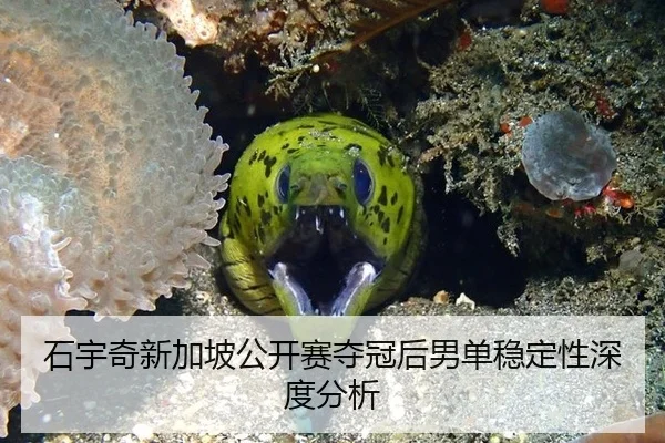 石宇奇新加坡公开赛夺冠后男单稳定性深度分析
